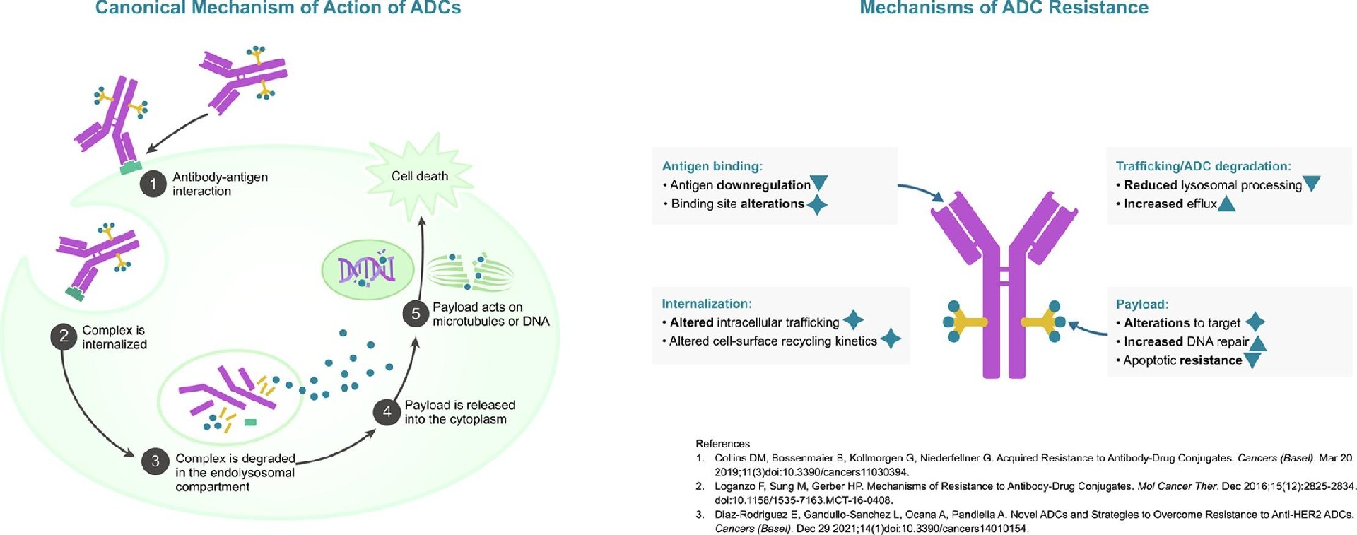 Week 5, July 2024: ADCs & Gynecologic Cancer