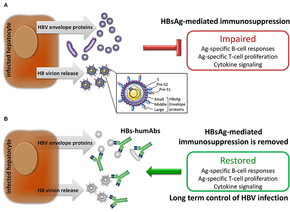 Week 2, August 2024: Hepatitis B Virus (HBV)