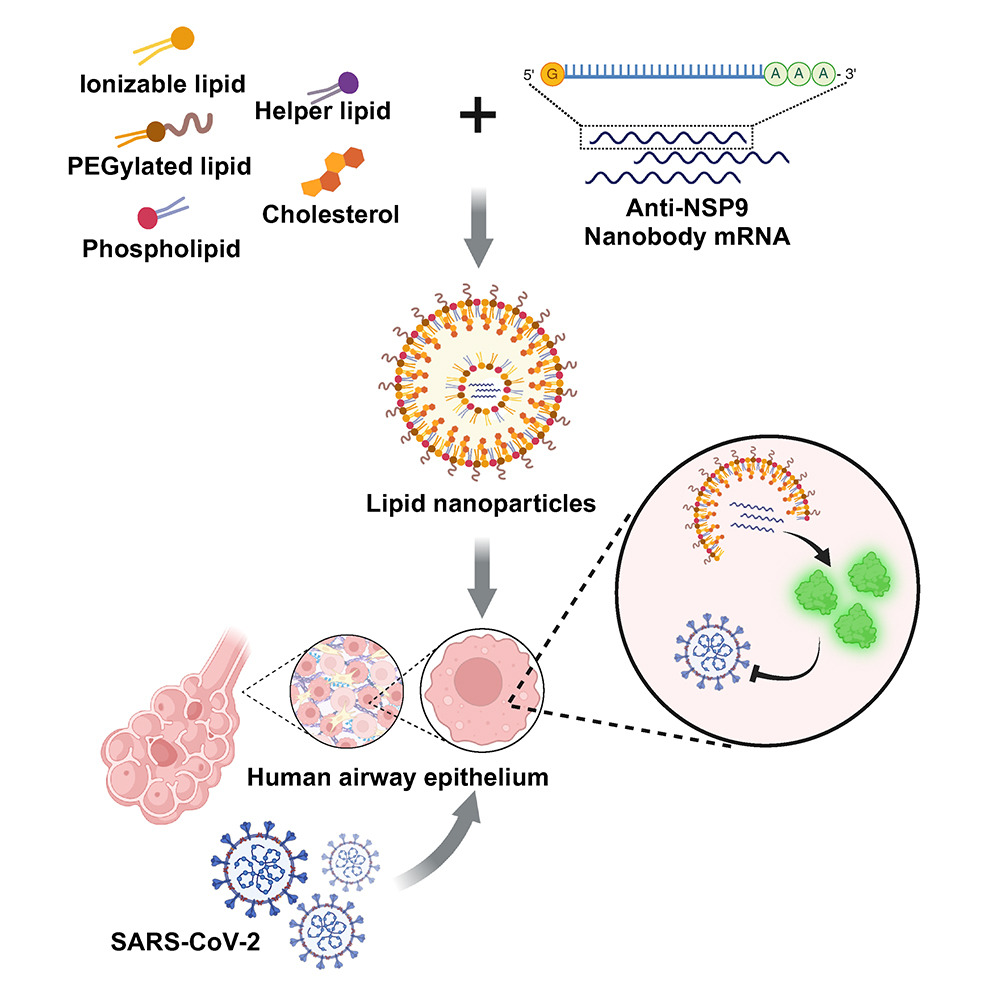 Week 3, August 2024: VHH Antibodies Everywhere