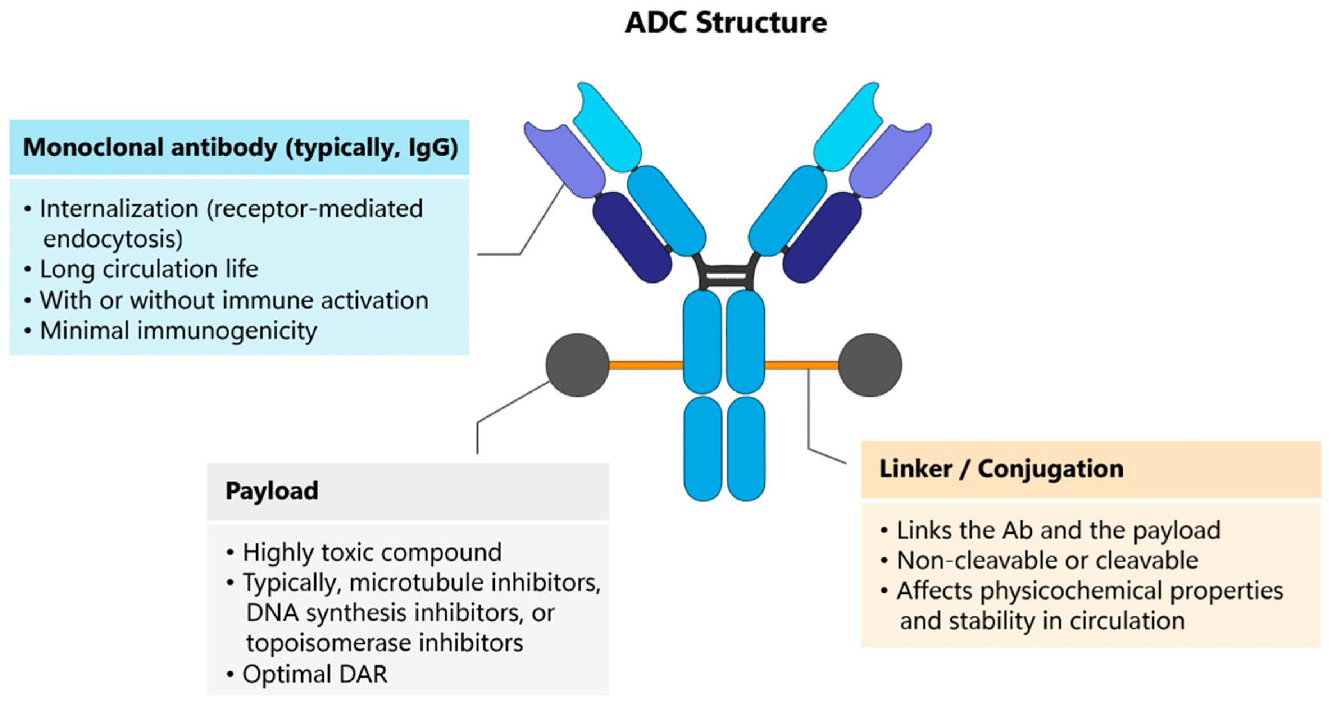 精密なIn Vivo研究：ADCがもたらす違い