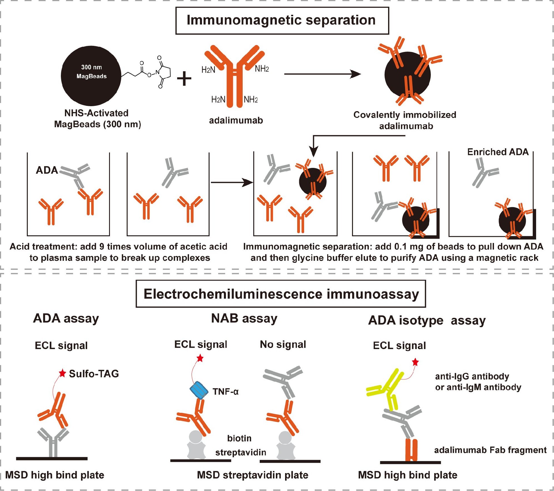 Week 4, August 2024: Anti-Drug Antibodies