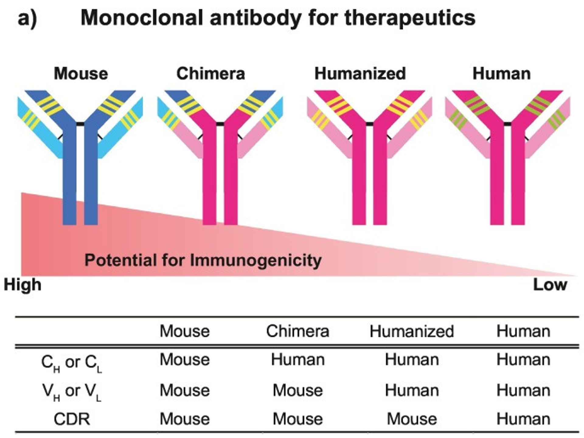 抗体ヒト化（Antibody Humanization）とは？