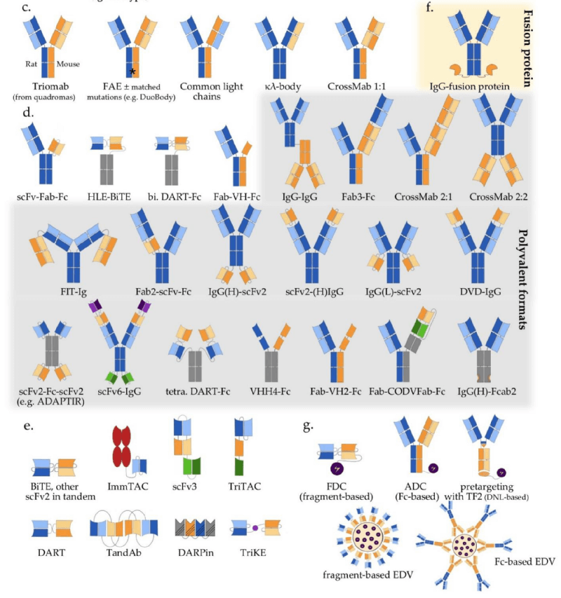 抗体治療薬（Antibody Therapeutics）とはか？