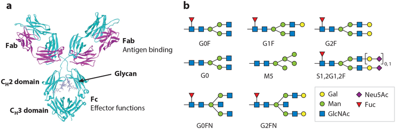 12.2024 glycoengineering 3.jpg