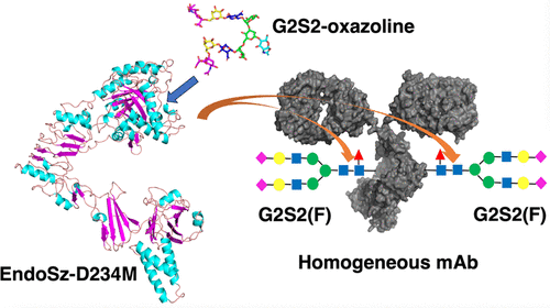 12.2024 glycoengineering 4.gif