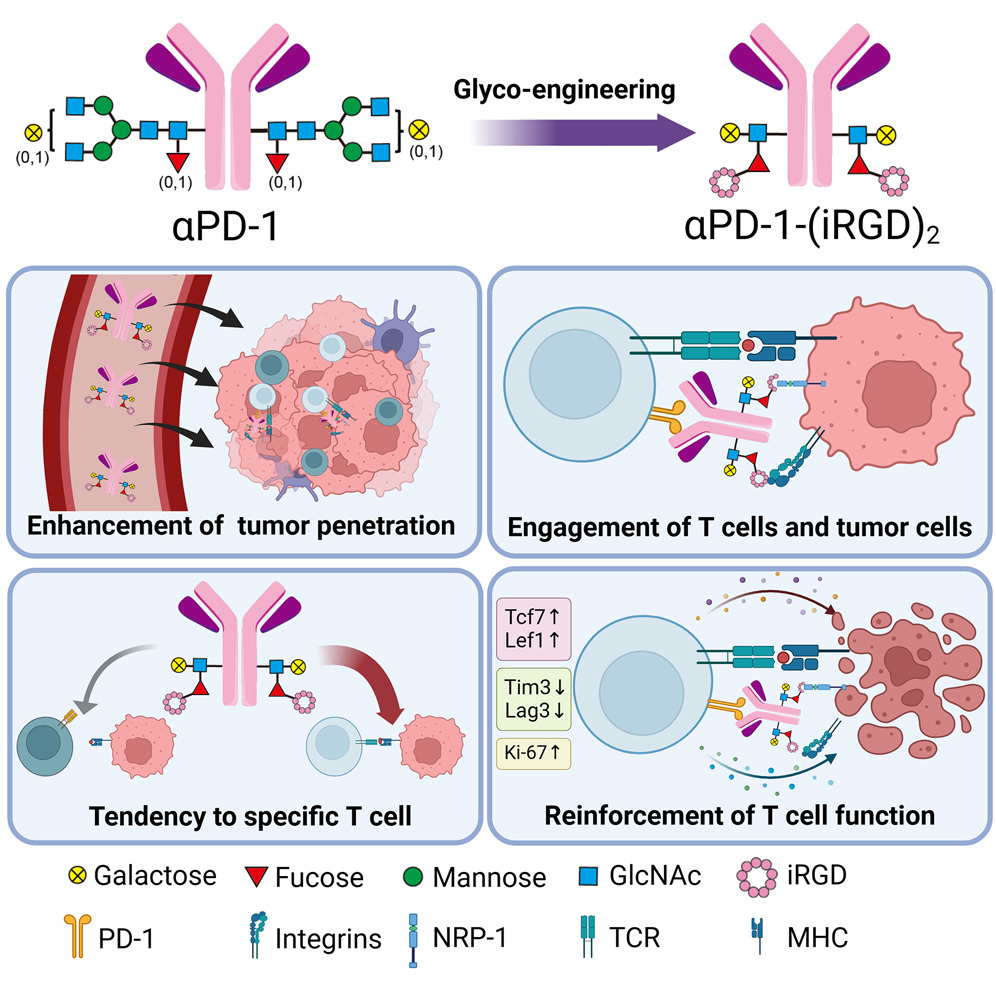 12.2024 glycoengineering 5.jpg
