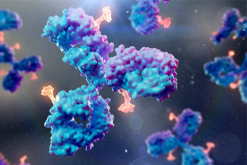 January 2025: Antibody Glycoengineering