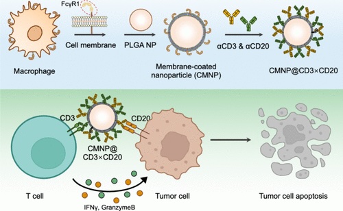 Week 3, January 2025: Trispecific Antibodies
