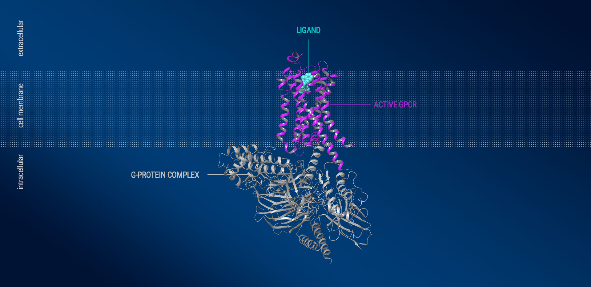 confo_gpcr_unleashing.jpg
