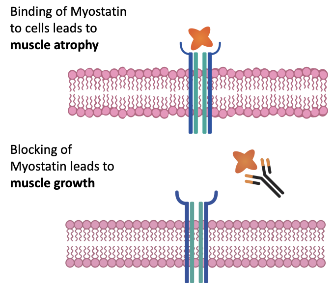 myostatitn ibio.png
