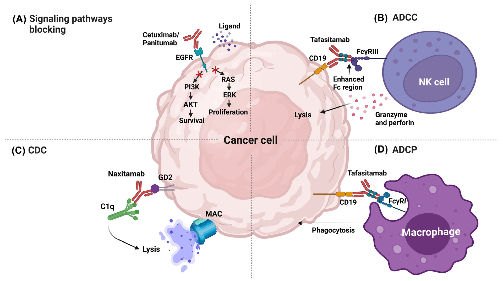 biomedicines-11-01610-g001.png