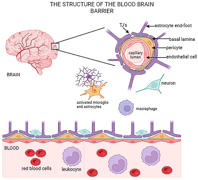 cells-13-00789-g001.png
