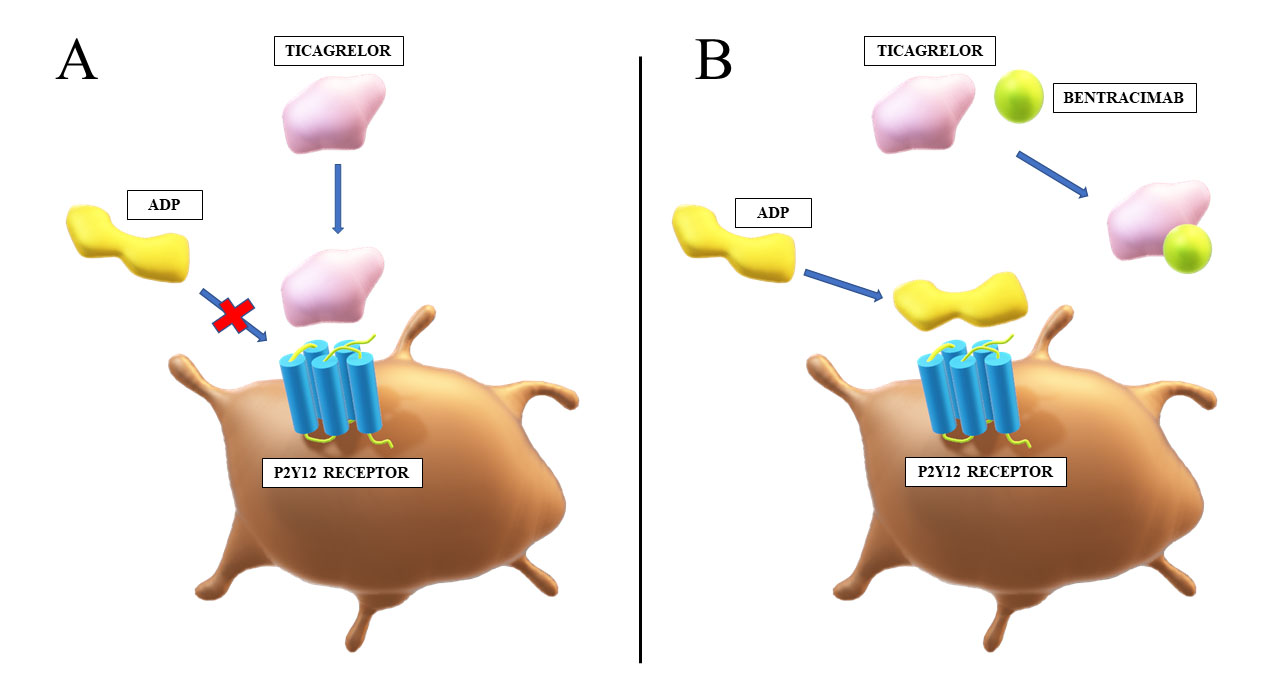 fig2.jpg