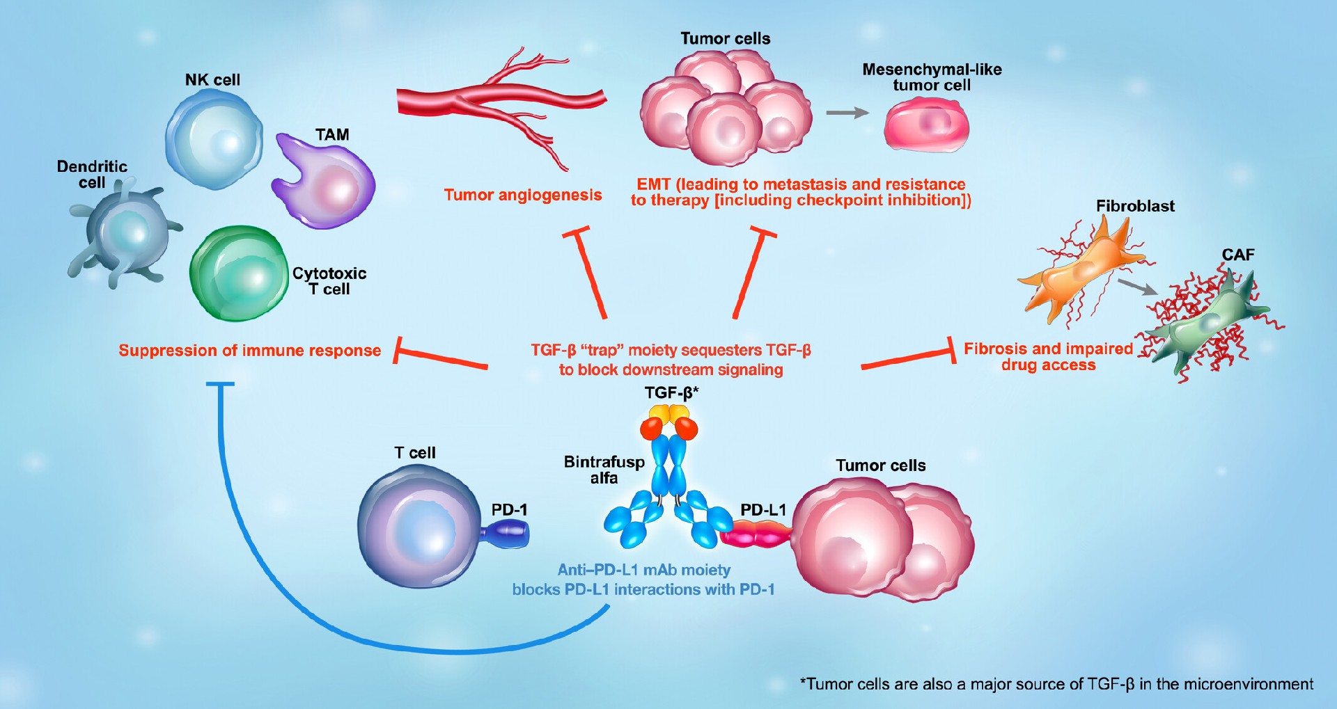 mol213146-fig-0003-m.jpg