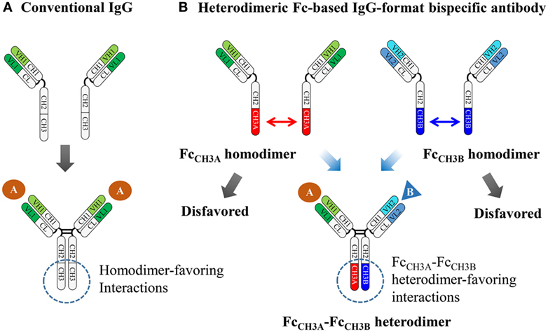 fimmu-07-00394-g001.jpg