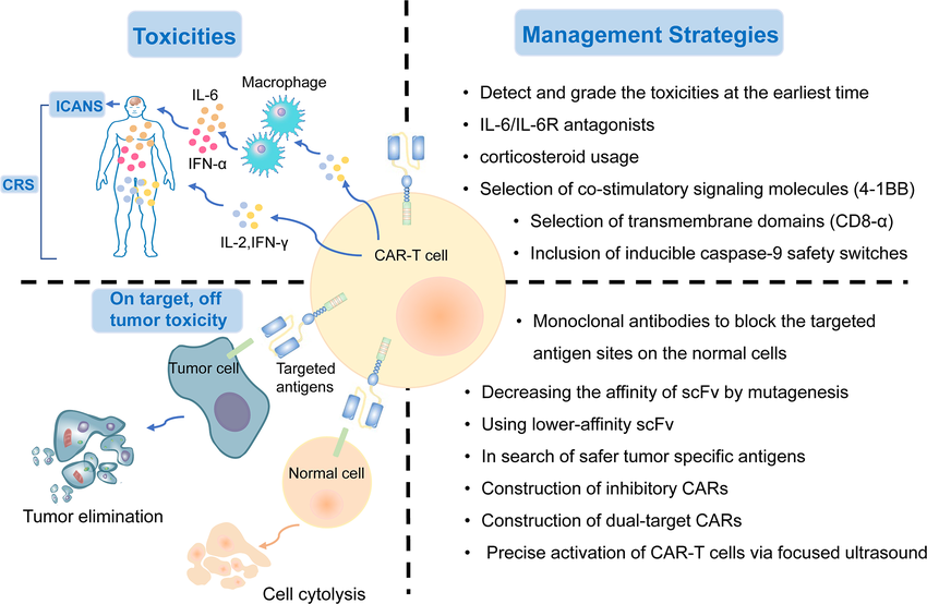 The-treatment-related-and-on-target-off-tumor-toxicities-and-corresponding-management.png
