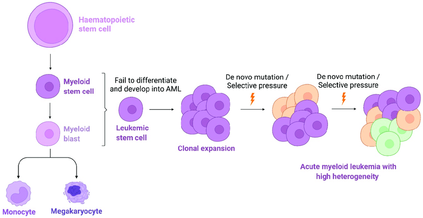 Acute-myeloid-leukemia-AML-AML-is-originated-from-malignant-haematopoietic-stem-cell.png