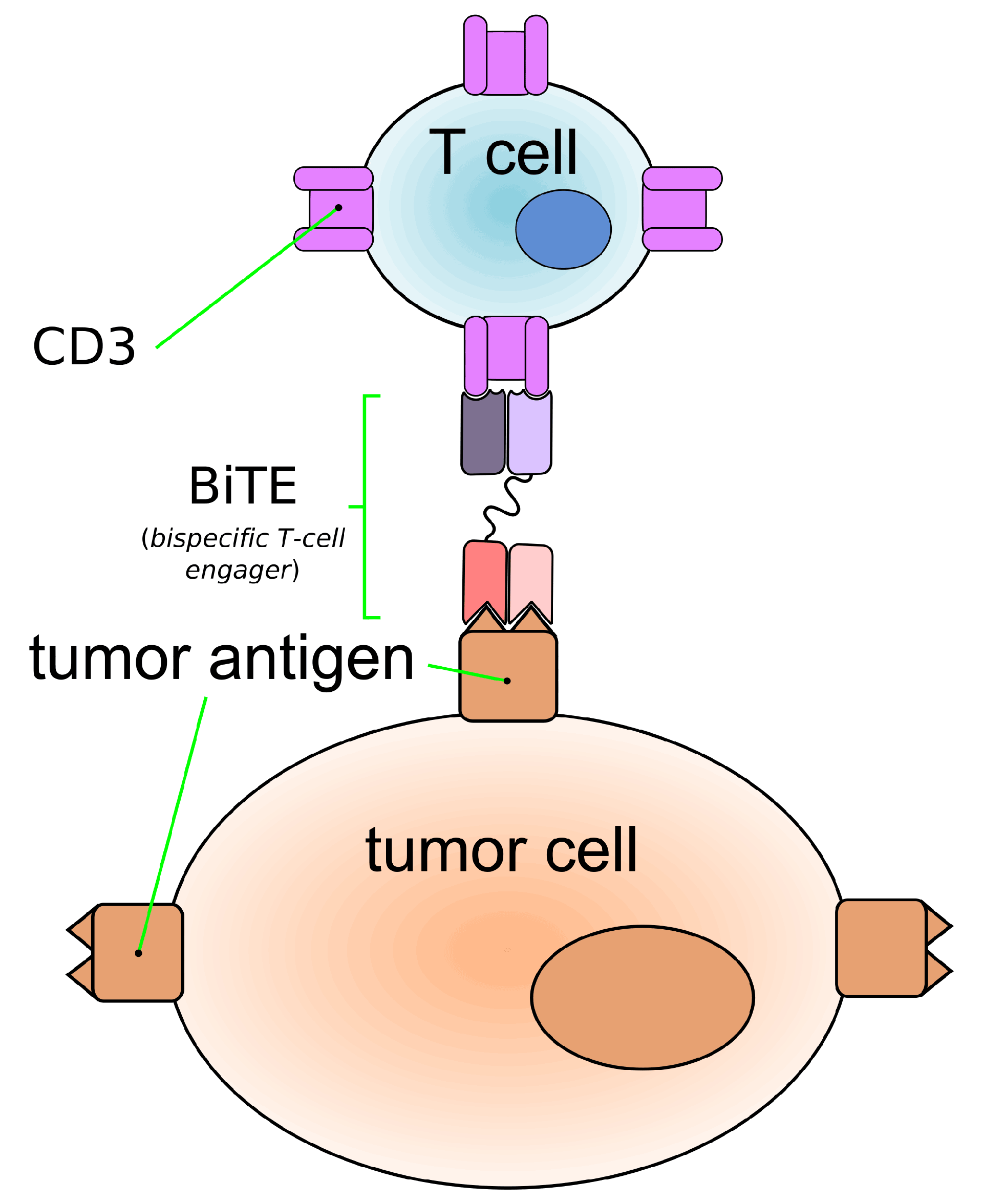 bite-antibody-enlarge.png