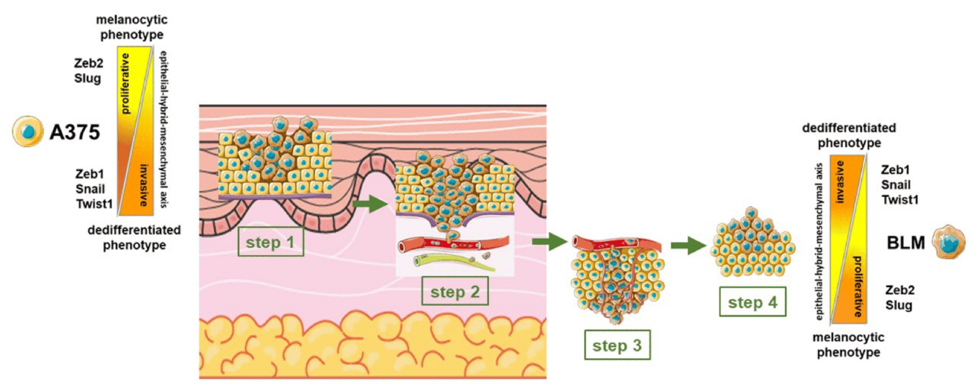 cells-13-00181-g008.png