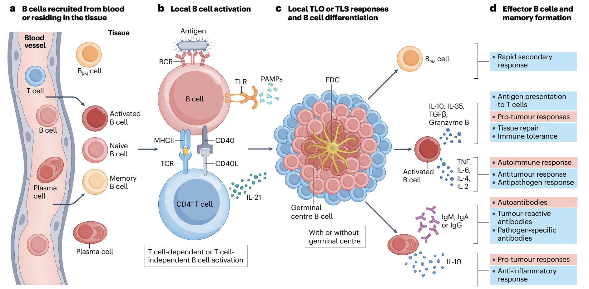 Week 2, February 2025: B Cells: More Than Simple