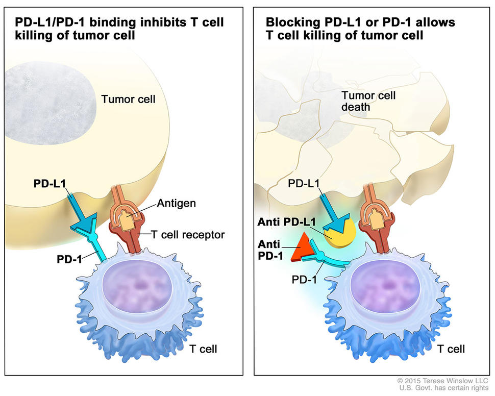 immune-checkpoint-enlarge.jpg