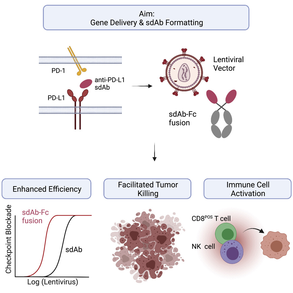 腫瘍免疫療法における単一ドメイン抗体（Single-Domain Antibodies, sdAb）