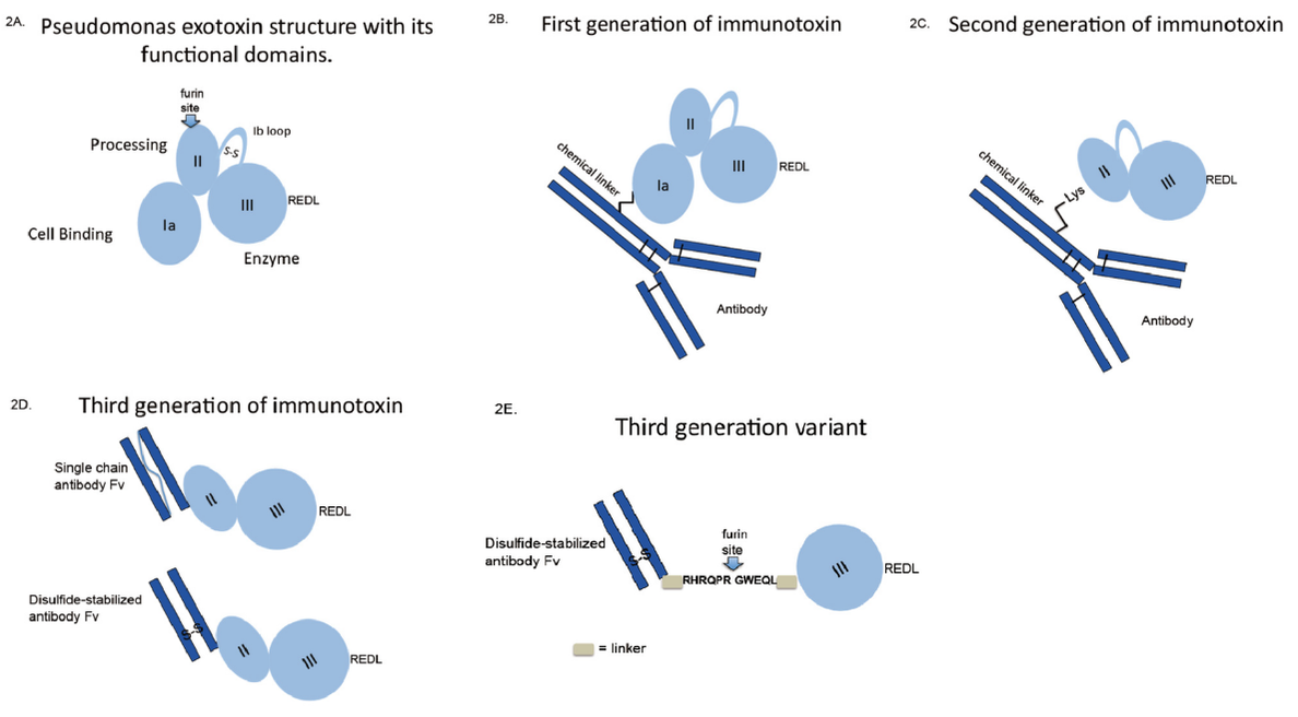03.2025 immunotoxins 1.png