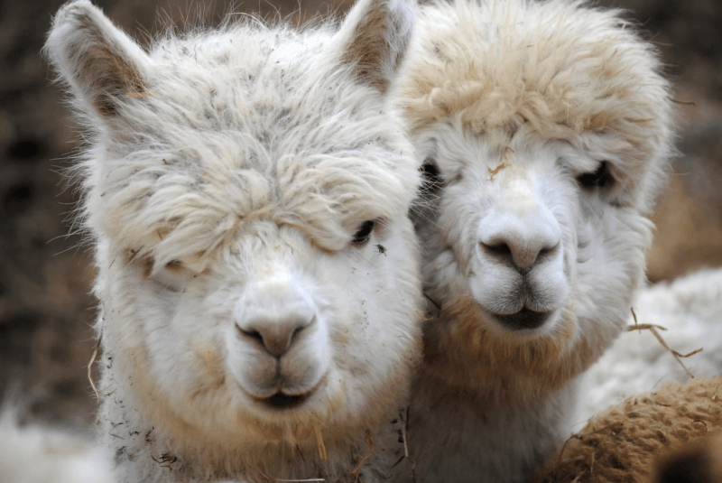 実験動物福祉：新規制と世界的影響