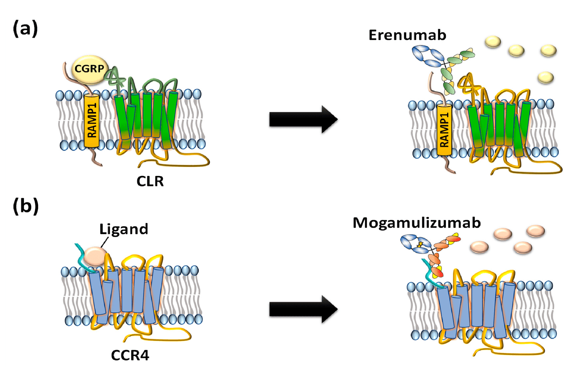ijms-21-08240-g002.png