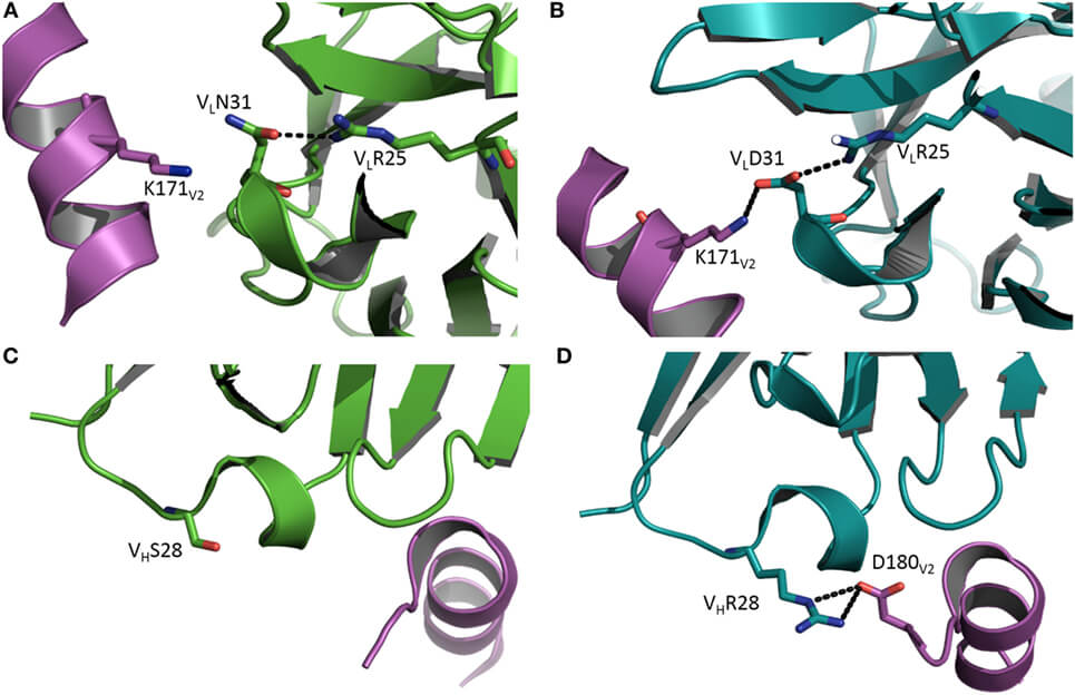 fimmu-09-00117-g001.jpg