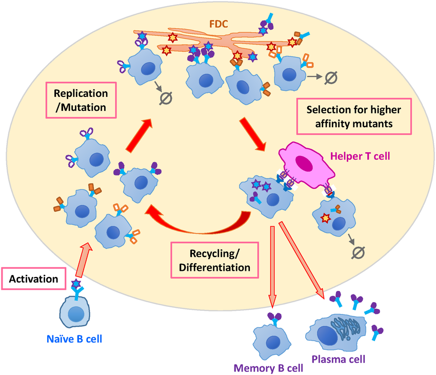 Schematic-depiction-of-B-cell-affinity-maturation-Upon-activation-naive-B-cells-seed-a.png