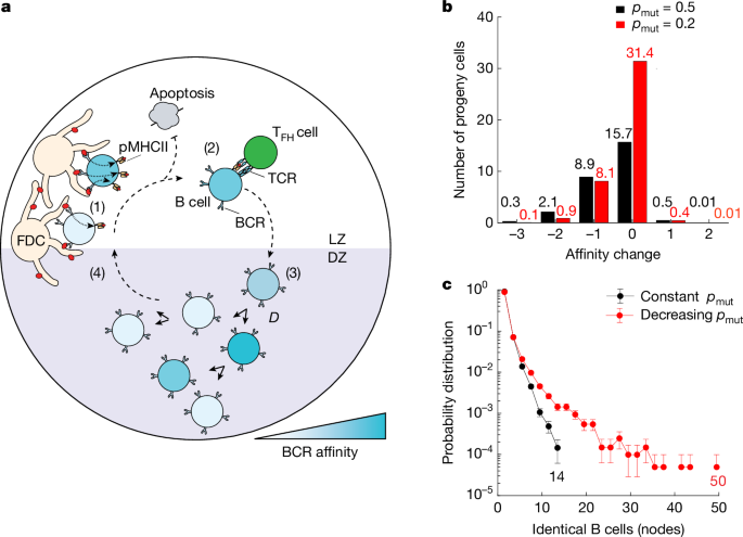 Week 4, March 2025: The Evolving Landscape of Antibody Affinity Maturation