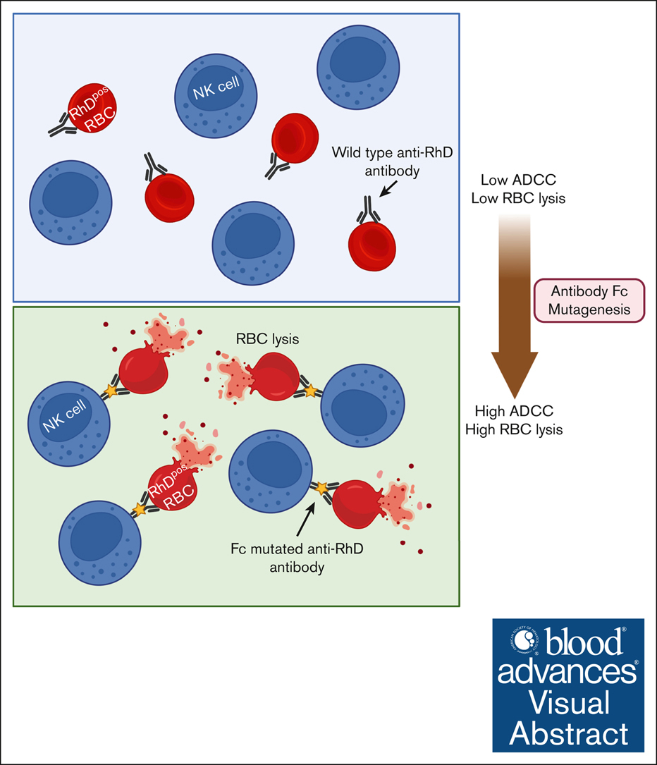 Week 1, April 2025: Emerging Trends in Fc Domain Engineering for Therapeutic Development