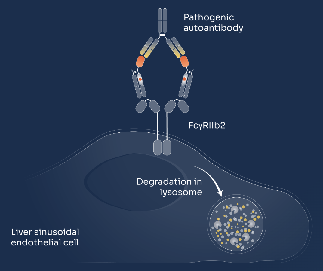 Week 2, April 2025: Antibody-Targeted Therapies: A Look at FcRn Inhibitors and Fc Engineering