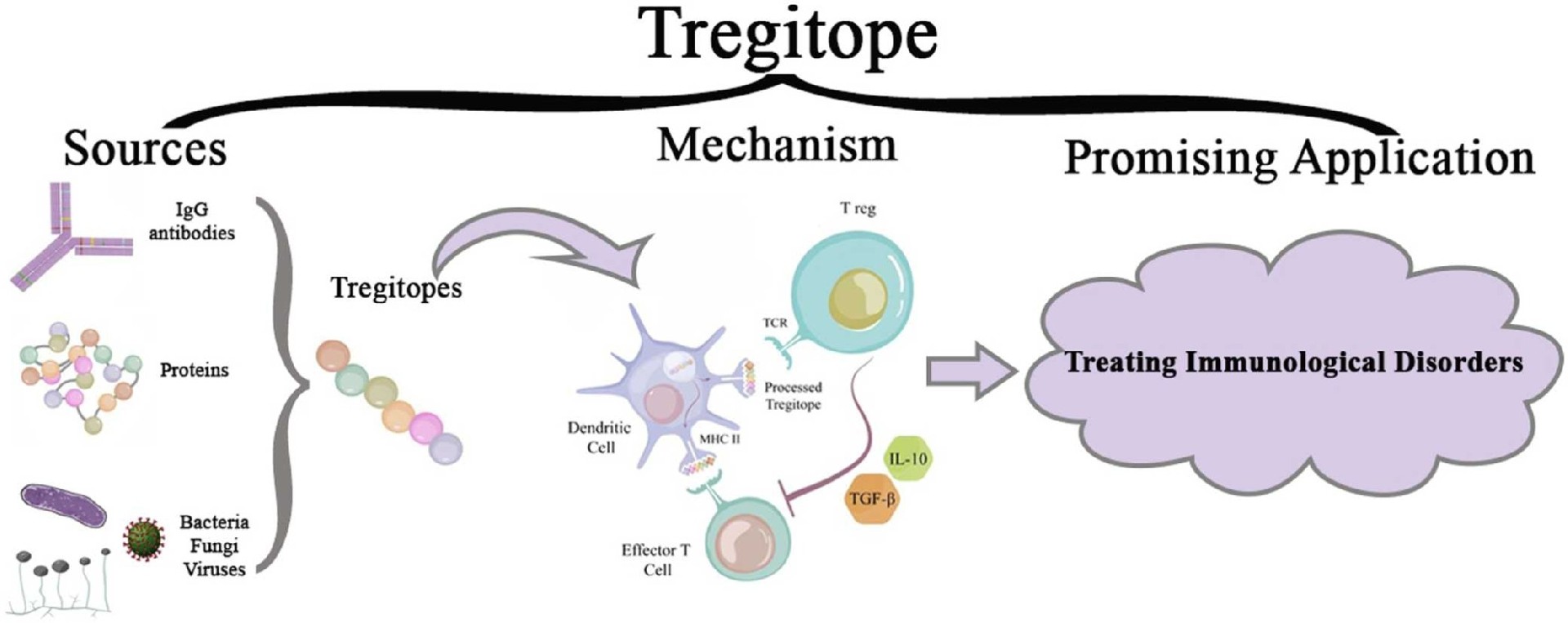 Week 4, April 2025: Tregitopes and Tolerance in Antibody Therapeutics