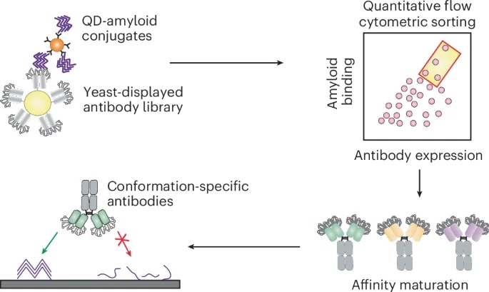 Week 5, April 2025: Alzheimer’s Disease Therapy: Promise, Pitfalls, and the Future of Monoclonal Antibodies