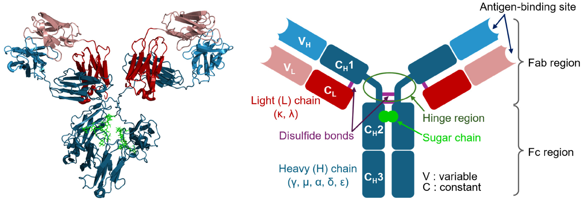 antibodies-13-00090-g001.png