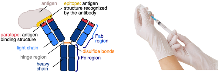 May 2025: Fc Engineering - Innovations in Antibody Therapeutics