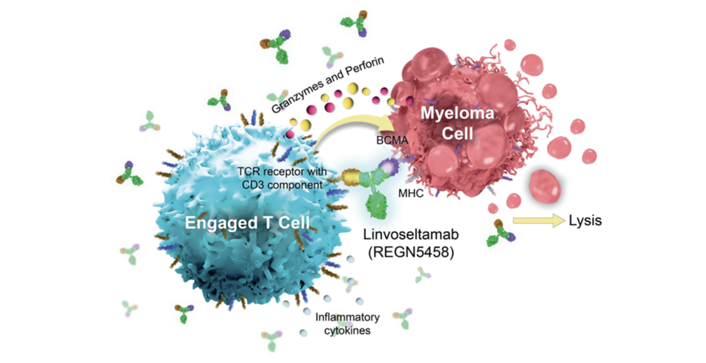 Week 1, May 2025: Progress in BCMA-Targeted Therapies