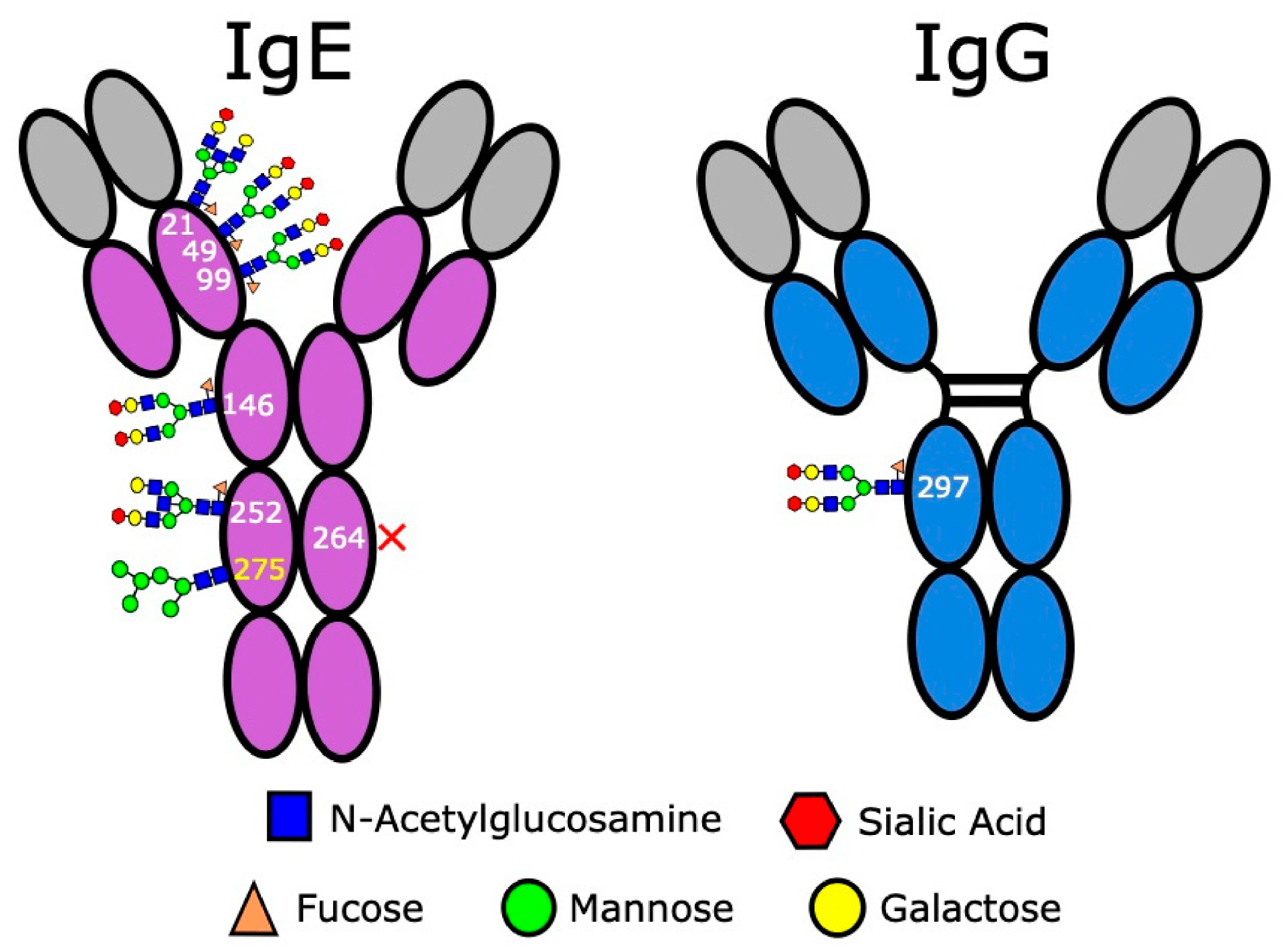 Week 3, May 2025: Engineering IgE Antibodies to Overcome Tumor Immune Suppression
