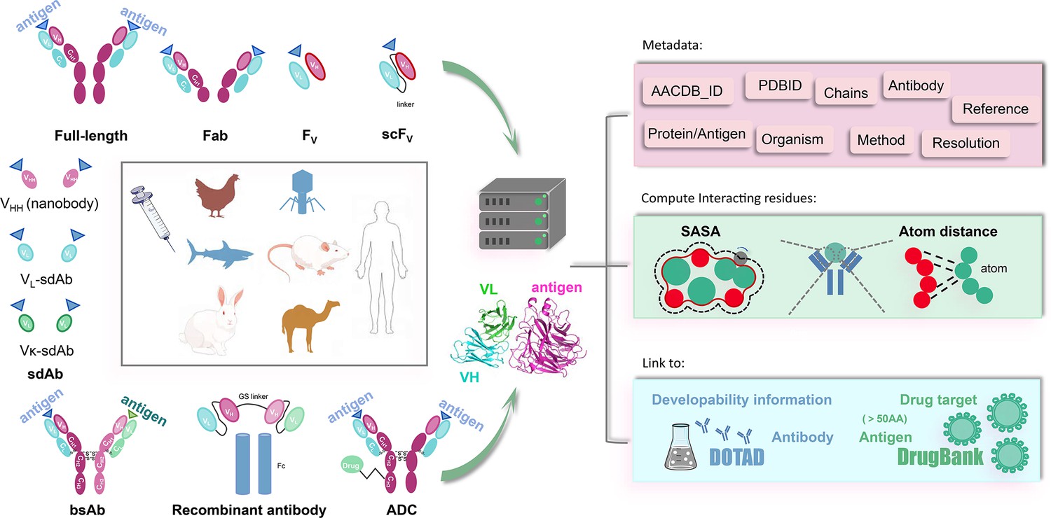 Week 4, May 2025: Structural Data for Antibody Development
