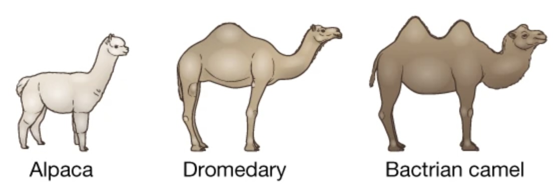 camelid.jpg