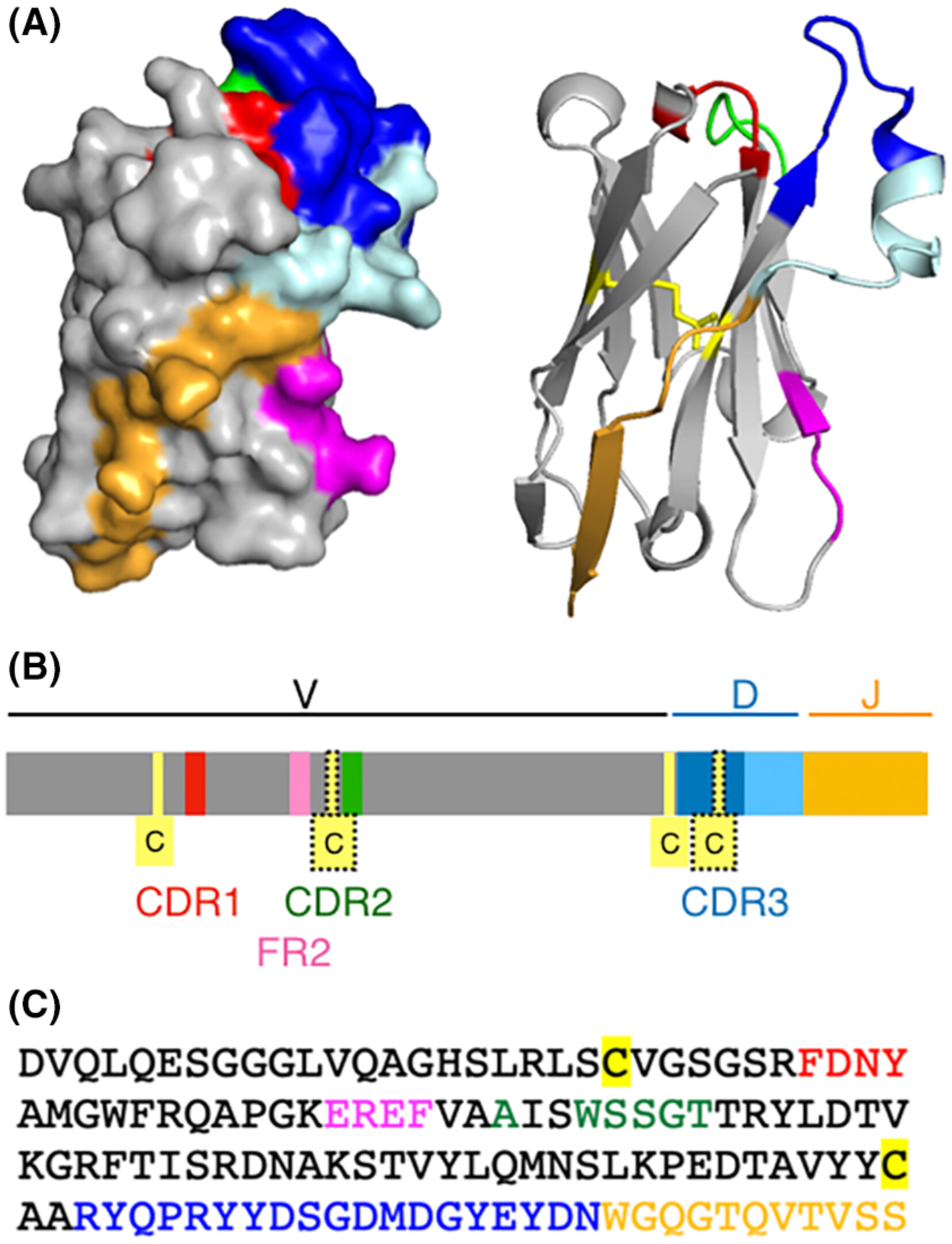 imr13385-fig-0002-m.jpg