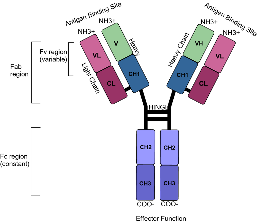 Schematic-structure-of-a-human-IgG1-antibody-IgG-consists-of-two-heavy-and-two-light.png