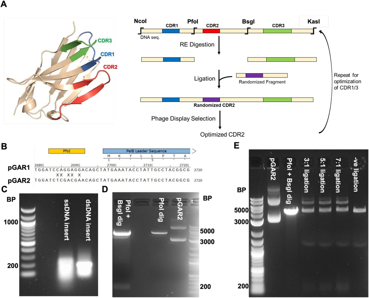Week 3, June 2025: Advances in Single-Domain Antibodies