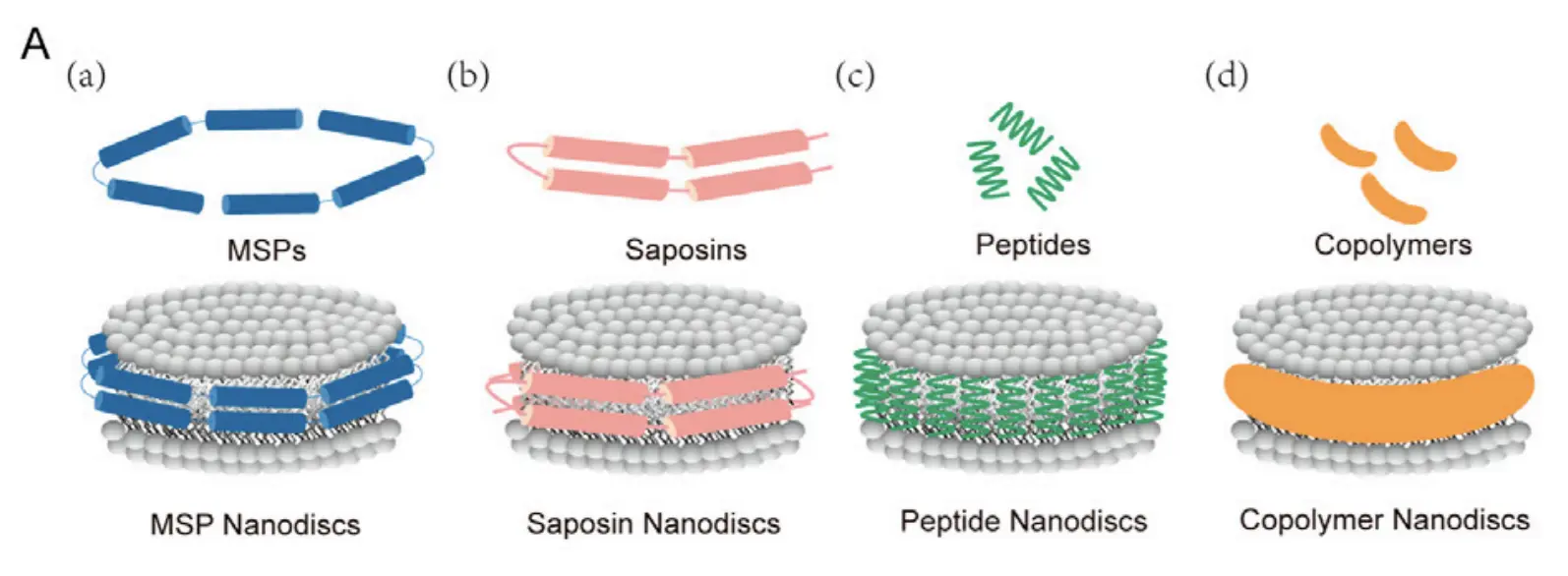 Week 2, July 2025: Nanodiscs in Therapeutic Antibody Discovery