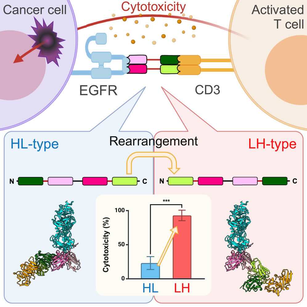 Week 3, July 2025: Antibody-Antigen Research