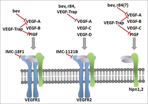 Week 4, July 2025: Targeting VEGF with Antibody-Based Therapeutics: Anti-Angiogenic Cancer Therapy