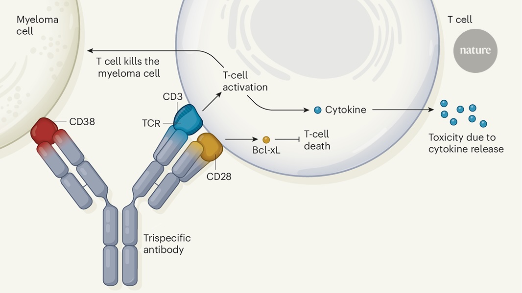Week 1, August 2025: Renewing Hope with Trispecific Antibodies