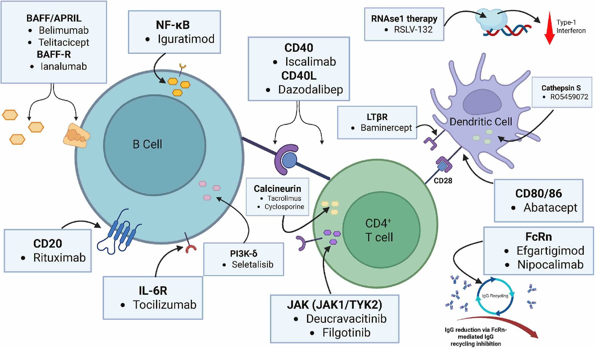 Week 2, August 2025: Antibody Drugs Against Sjögren’s Disease